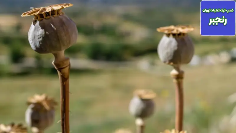 عوارض ترک تریاک چند روز طول میکشد؟ 4 اینجا، پایان رنج است، نه زندگی!