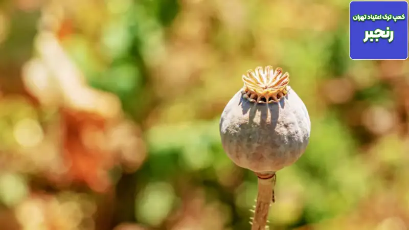 عوارض ترک تریاک چند روز طول میکشد؟ 2 جدول زمانی مرحله حاد ترک (Acute Withdrawal)