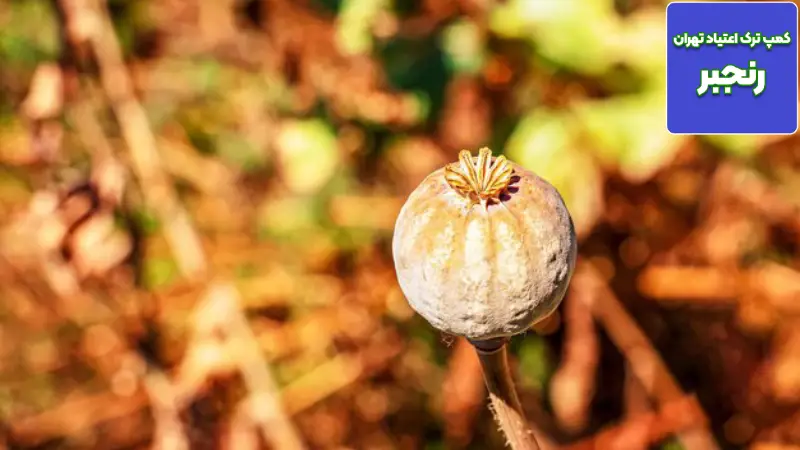 عوارض ترک تریاک چند روز طول میکشد؟ 3 نشانگان پس از ترک حاد (PAWS) دوره طولانی مدت