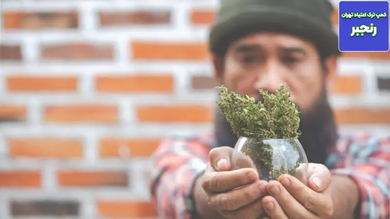 راهنمای جامع آشنایی با کانابیس (حشیش): از تاریخچه و ترکیبات تا اثرات درمانی و عوارض 2 آناتومی شیمیایی؛ THC در برابر CBD