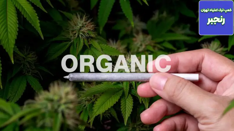 راهنمای جامع آشنایی با کانابیس (حشیش): از تاریخچه و ترکیبات تا اثرات درمانی و عوارض 5 بازگشت به زندگی با متدهای نوین در مرکز بازپروی رنجبر