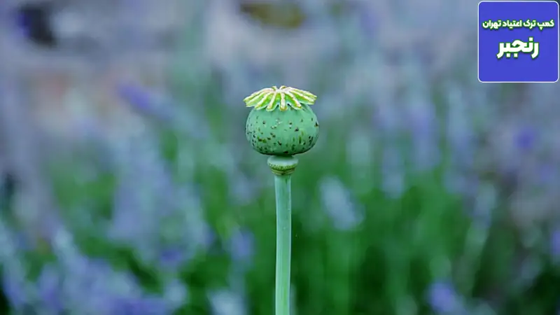 تریاک تقلبی و ناخالصی ها: از سرب تا فنتانیل چطور تشخیص دهیم و چه کنیم؟ 2 تریاک تقلبی و ناخالصی ها؛ تهدیدی پنهان اما واقعی