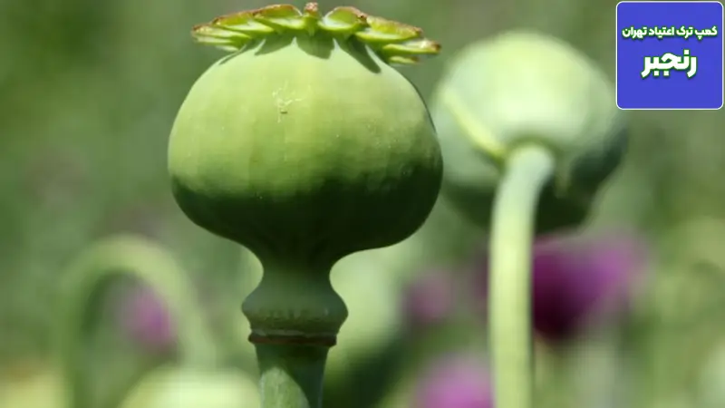 تریاک تقلبی و ناخالصی ها: از سرب تا فنتانیل چطور تشخیص دهیم و چه کنیم؟ 4 علائم هشداردهنده که نباید نادیده گرفته شوند