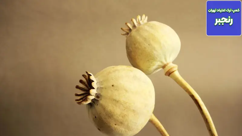 تریاک تقلبی و ناخالصی ها: از سرب تا فنتانیل چطور تشخیص دهیم و چه کنیم؟ 3 چرا اقدامات پیشگیرانه و درمان در صورت مواجهه با تریاک تقلبی اهمیت حیاتی دارد؟