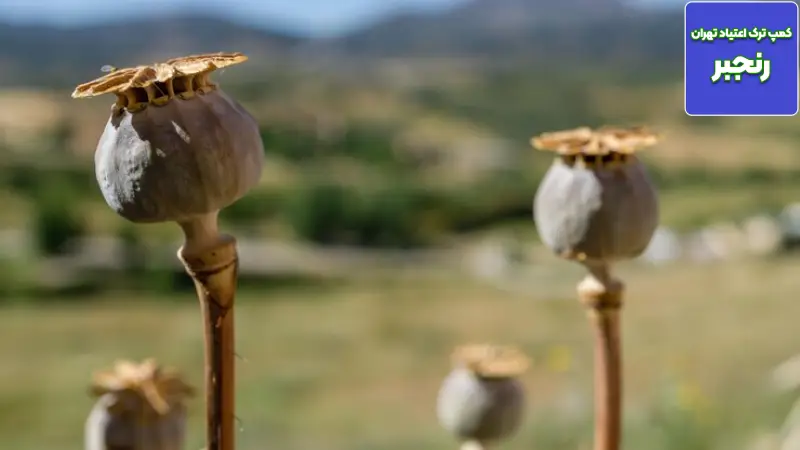 تریاک تقلبی و ناخالصی ها: از سرب تا فنتانیل چطور تشخیص دهیم و چه کنیم؟ 5 کمپ ترک اعتیاد رنجبر؛ شروع دوباره زندگی از همین امروز